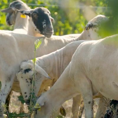 Cicle Vinya Viva: coneix les nostres ovelles