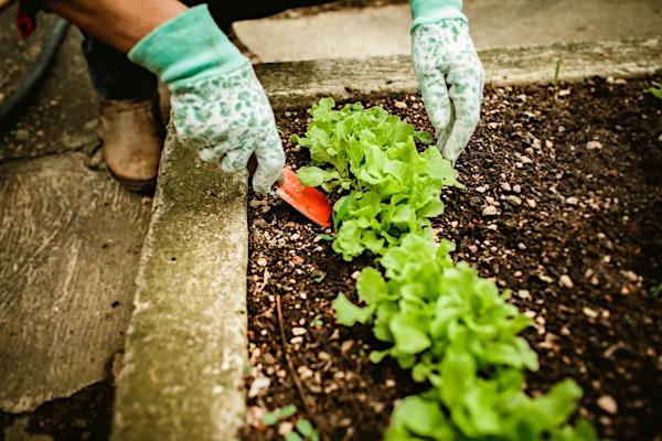 Huertos in the Sky: El teu Hort