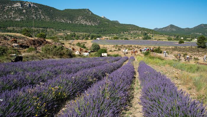 FIESTAS DEL SANTÍSIMO CRISTO DEL RAYO