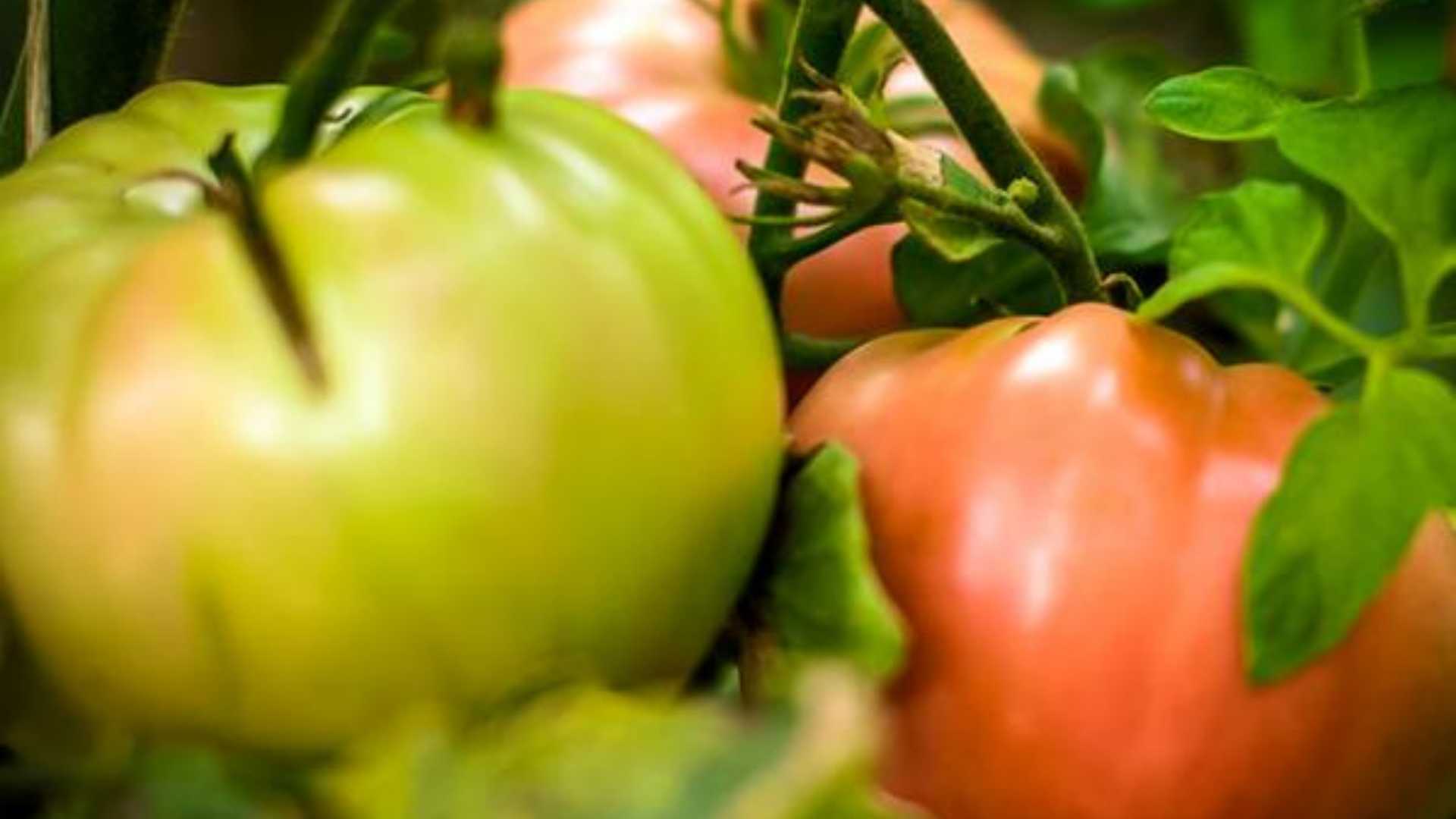Ruta la Huerta en Xàtiva