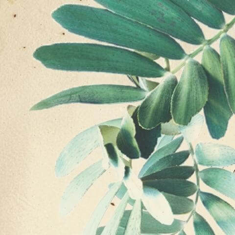 Día del Municipio Villa de Mazo