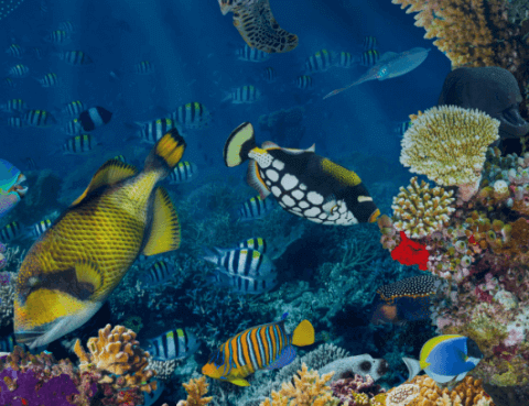 Carnaval de los Gigantes