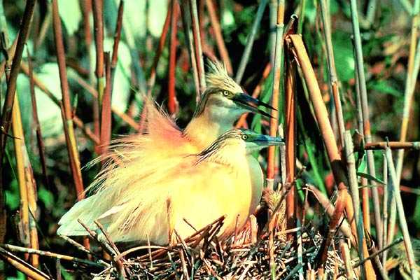 Exposición 'Aus de la Marjal'