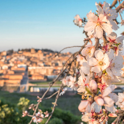 Vermut entre Ametllers Florits a Arbeca