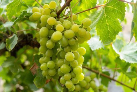 Romería de la Vendimia y Pisado Tradicional