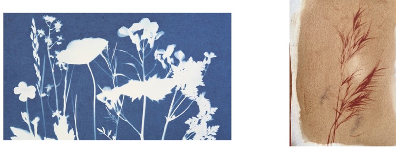 Cianotipia, as primeiras fotografías