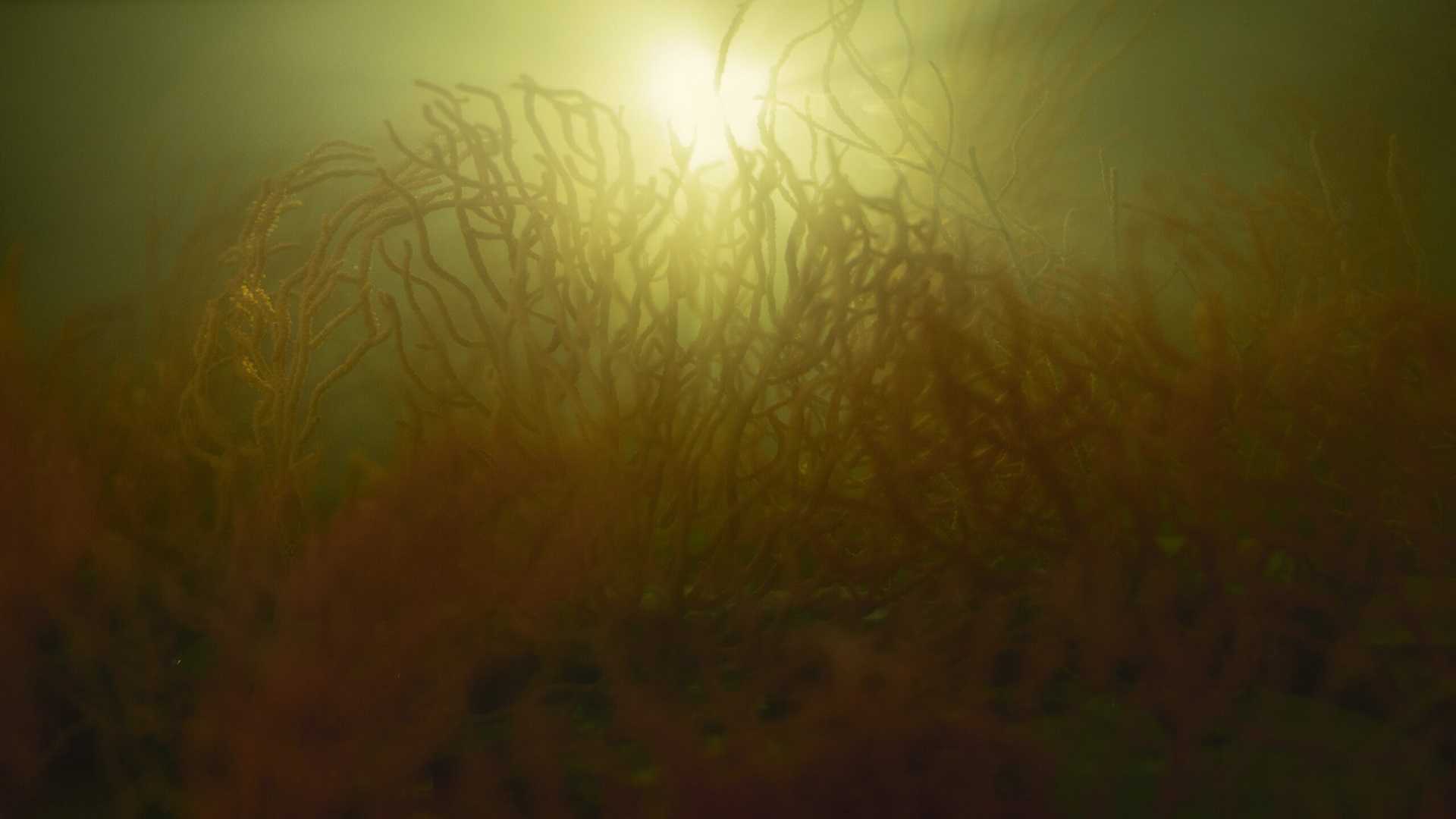 Exposición: Les Balades de Corall de Joan Alvado