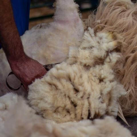 Festival de Lana de Canarias