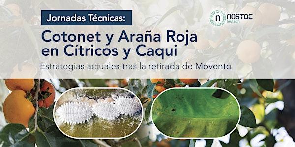 Jornadas Técnicas: Cotonet y Araña Roja en Cítricos