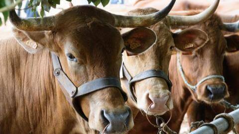 Romería de Nuestra Señora del Rosario