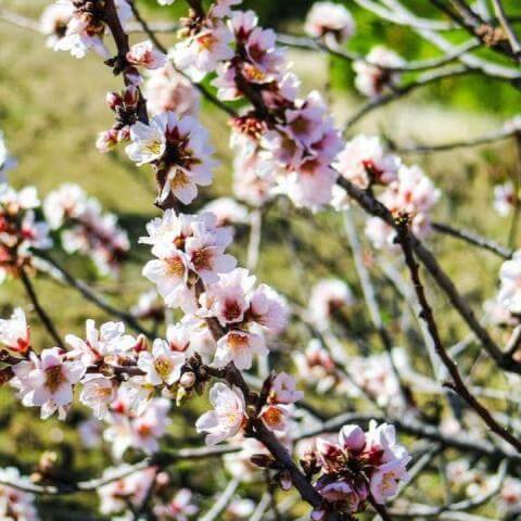 Almendros en flor