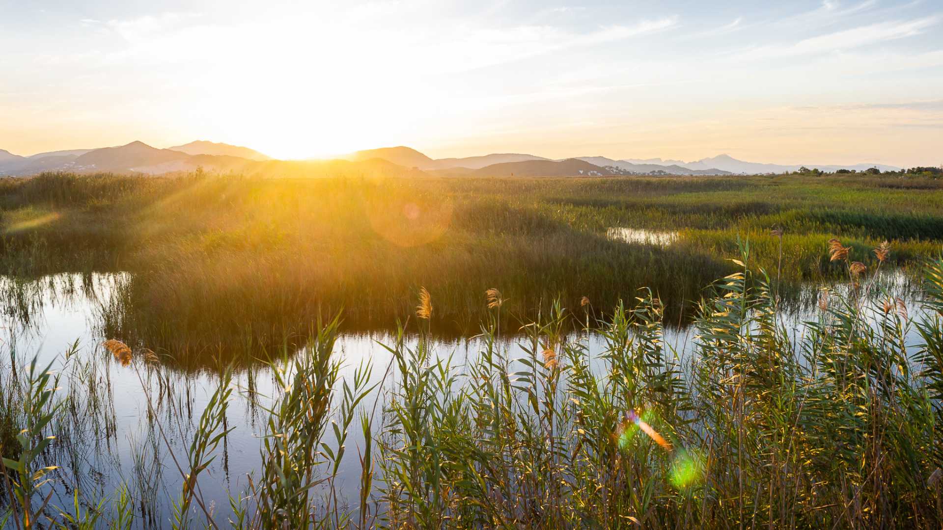 Ruta ornitològica per la Marjal en Pego