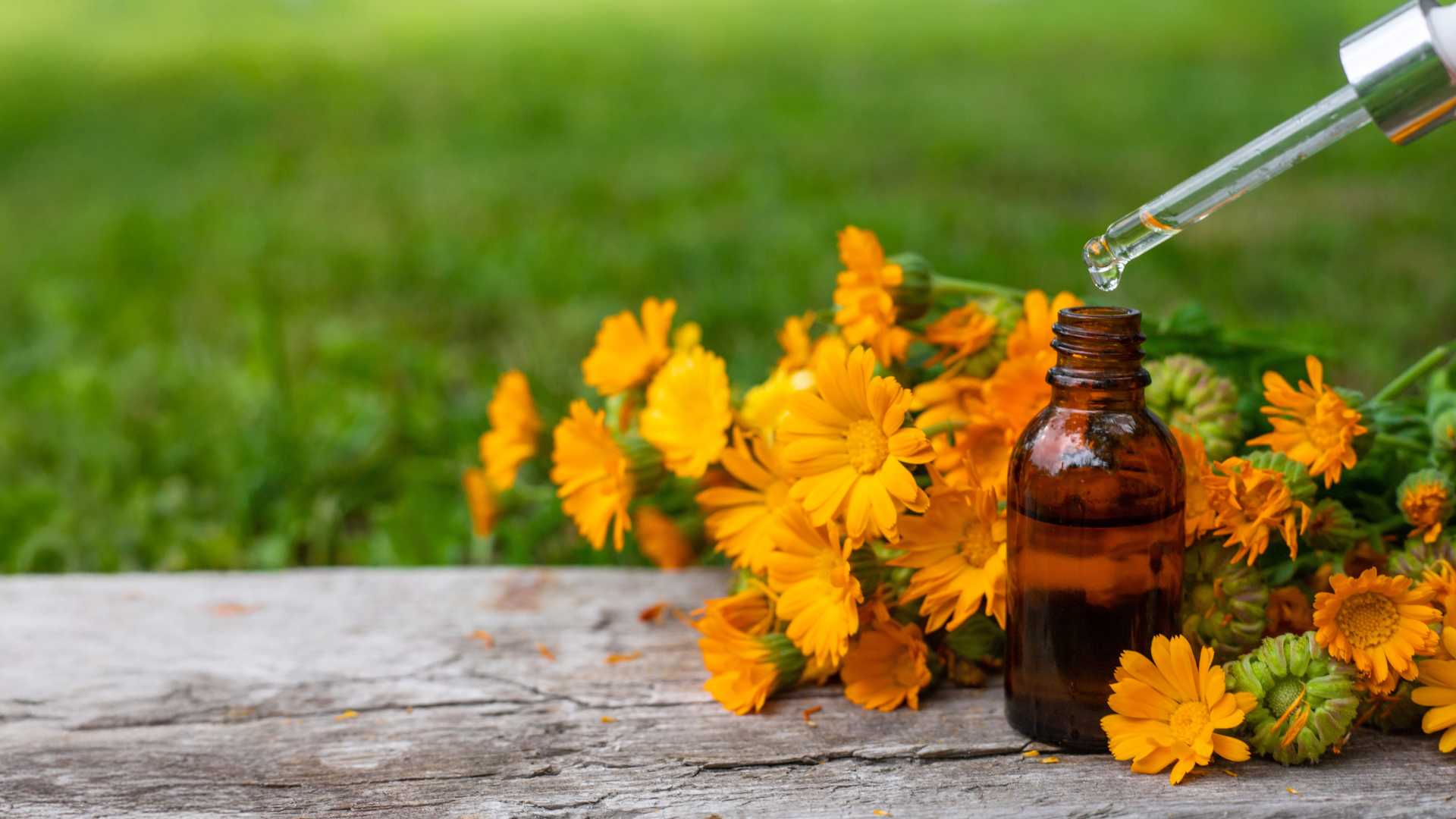 Ruta de las plantas medicinales en Vallanca