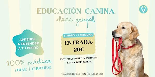 Clase de educación canina BASIC