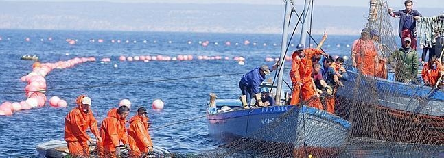 Mayo: el mes del atún rojo en la Costa de Cádiz