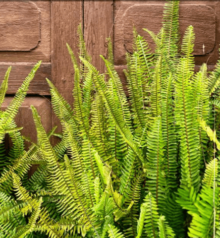 Fiestas San Antonio de Padua en Santa Brígida