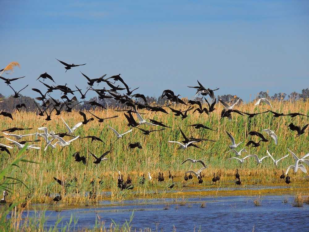 Observación de aves en el Marjal de Pego-Oliva