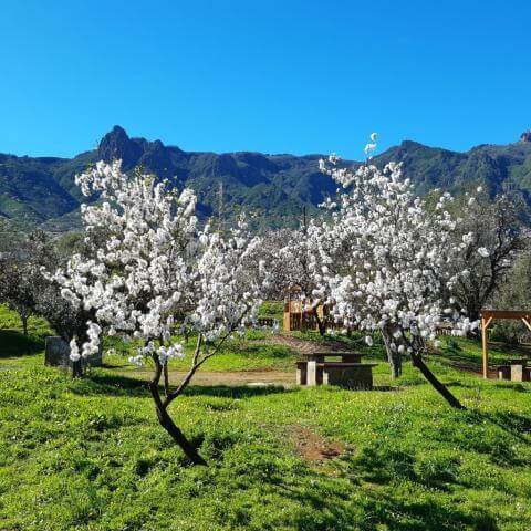 Fiesta del Almendro en Flor en Tejeda
