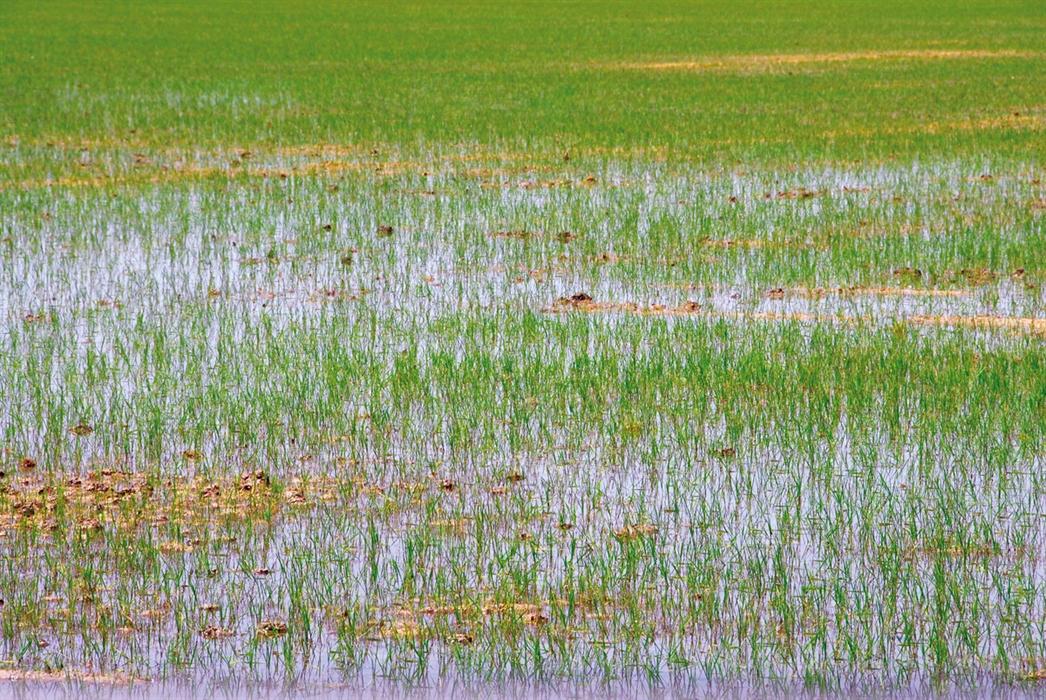 Feria y Fiestas del Arroz y el Cangrejo