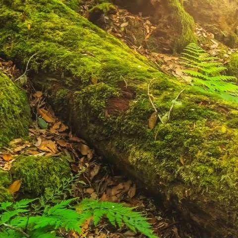 El tesoro escondido del Garajonay