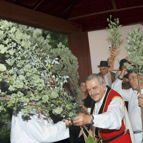 Romería de El Poleo - El Amparo