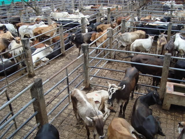 Feria Agrícola y Ganadera de FuenteObejuna