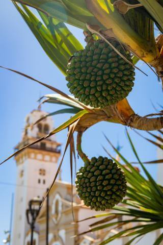 Fiestas de La Candelaria