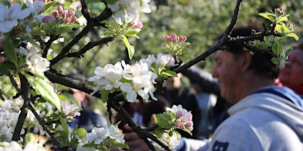 PASEANDO ENTRE MANZANOS EN EL VALLE SAREGANO
