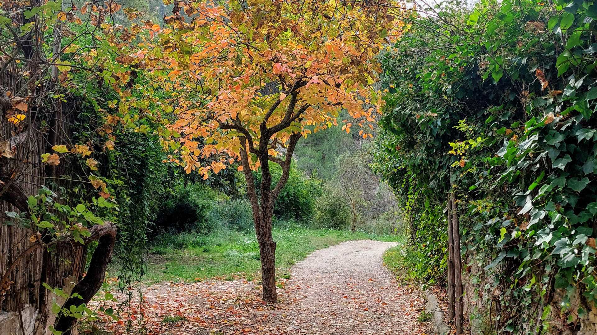 Rutas Mágicas por las montañas de Ibi