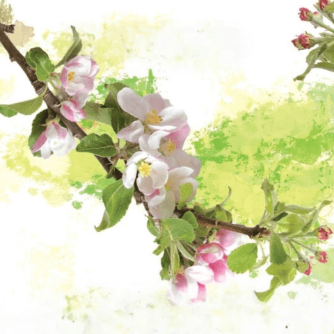 Fiestas de la Encarnación y  La Manzana