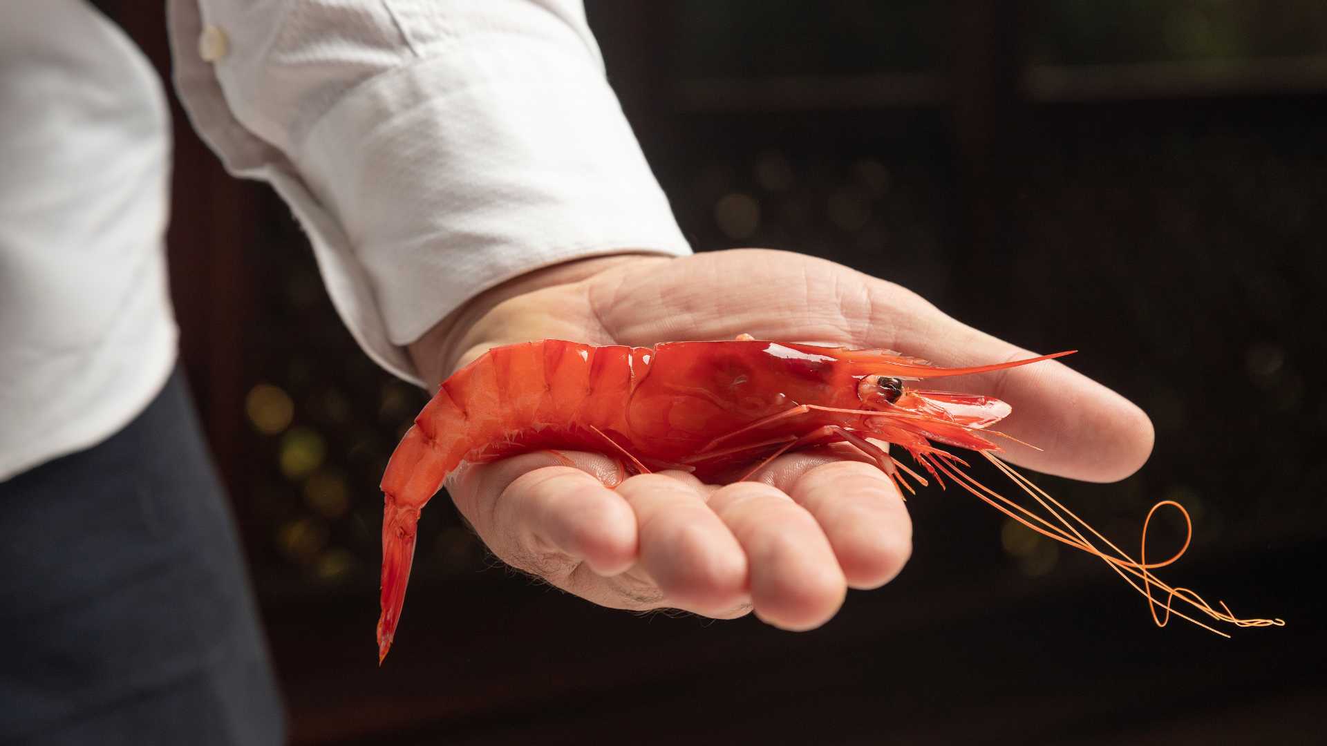 Concurso Internacional de Cocina Creativa de la Gamba Roja de Dénia