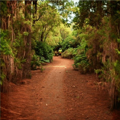 Breña Baja Survive Trail