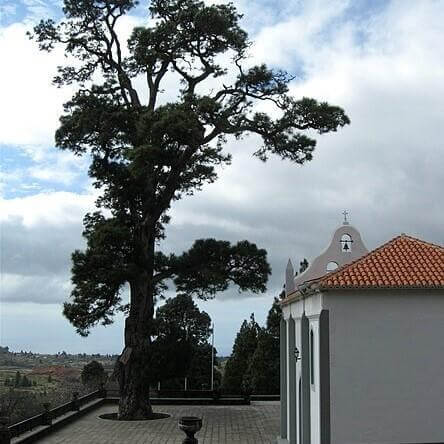 Día tipico y ofrenda a la Virgen del Pino