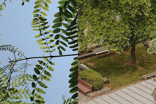 Árboles en la ciudad