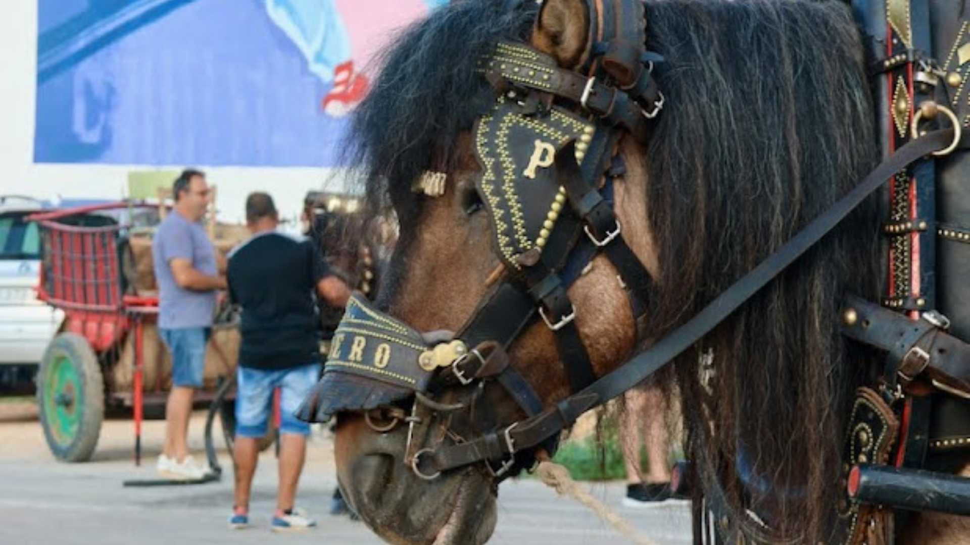 Fiesta de San Antonio 2026 en Senija
