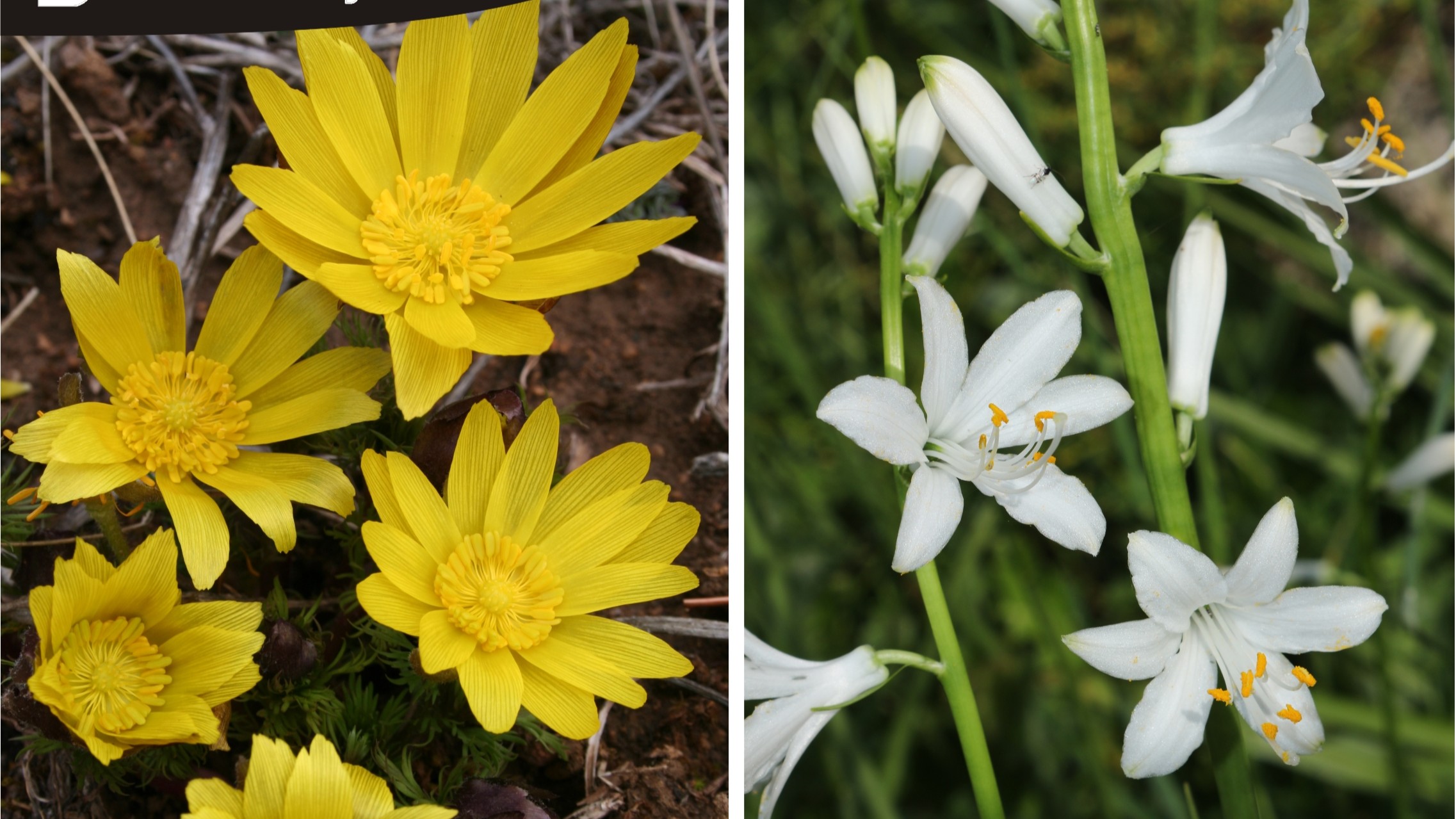 Presentación del libro "Catálogo florístico de la provincia de Guadalajara", de Gonzalo Mateo, Óscar García y Julián García. Acto presentado por el Delegado de Educación de Guadalajara: Ángel Fernández- Montes.
